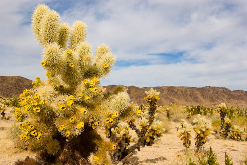 Cholla Cactus In Bloom